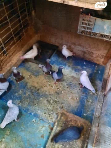 תמונת מודעה - חיות מחמד