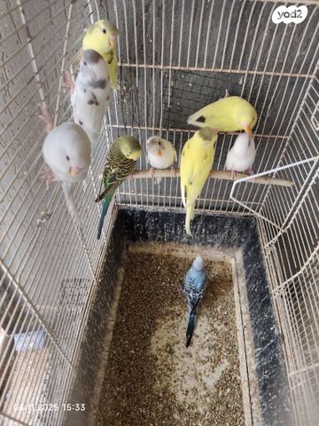 תמונת מודעה - חיות מחמד