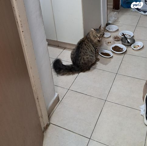 תמונת מודעה - חיות מחמד