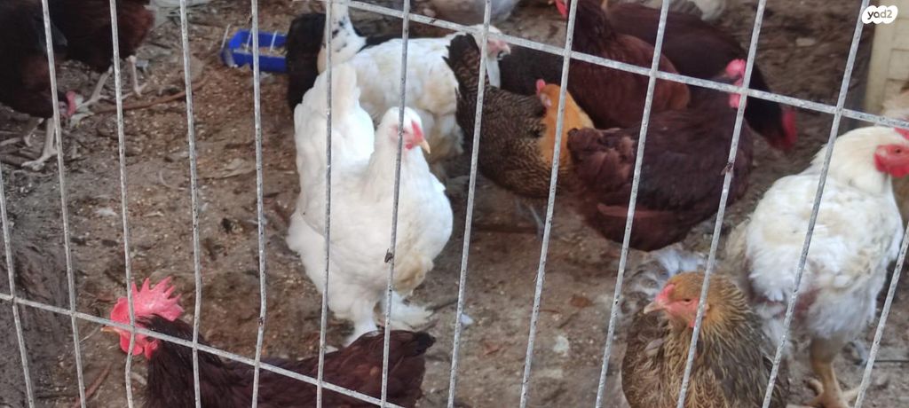 תמונת מודעה - חיות מחמד