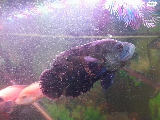 תמונת מודעה - חיות מחמד