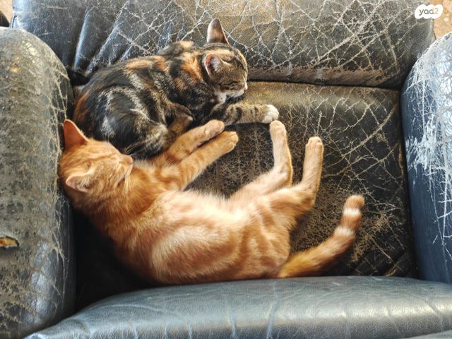 תמונת מודעה - חיות מחמד