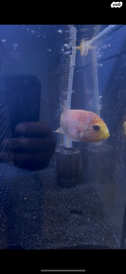 תמונת מודעה - חיות מחמד