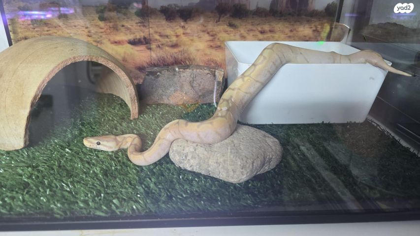 תמונת מודעה - חיות מחמד