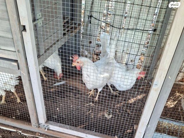 תמונת מודעה - חיות מחמד