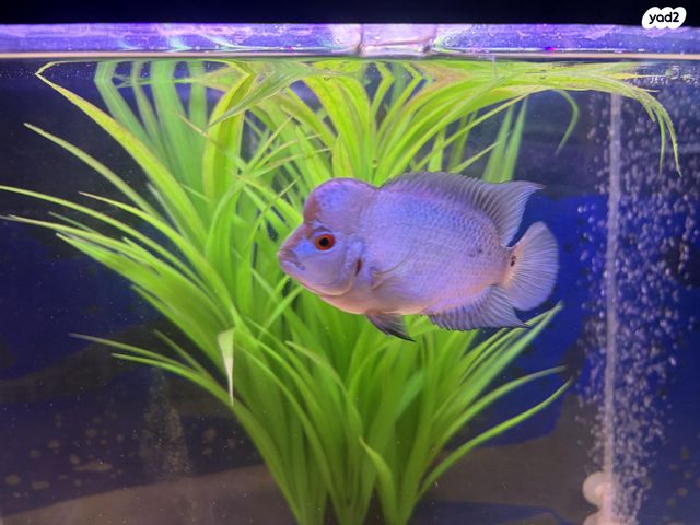 תמונת מודעה - חיות מחמד