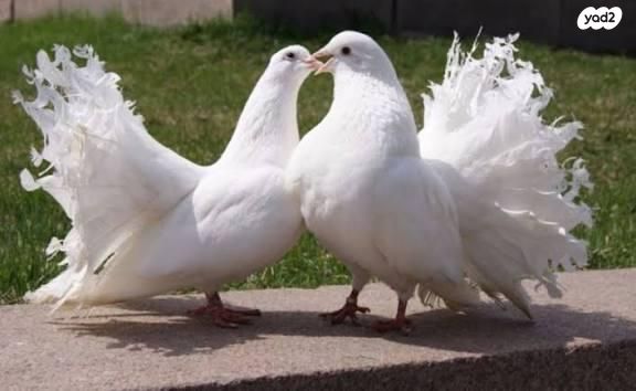 תמונת מודעה - חיות מחמד