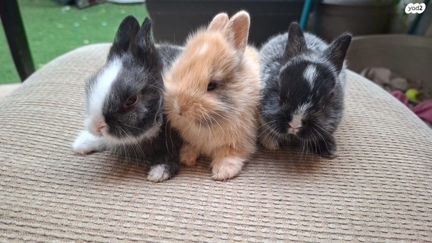 תמונת מודעה - חיות מחמד