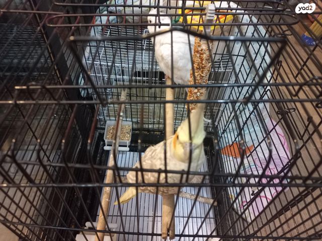 תמונת מודעה - חיות מחמד