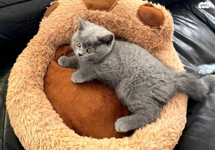 תמונת מודעה - חיות מחמד