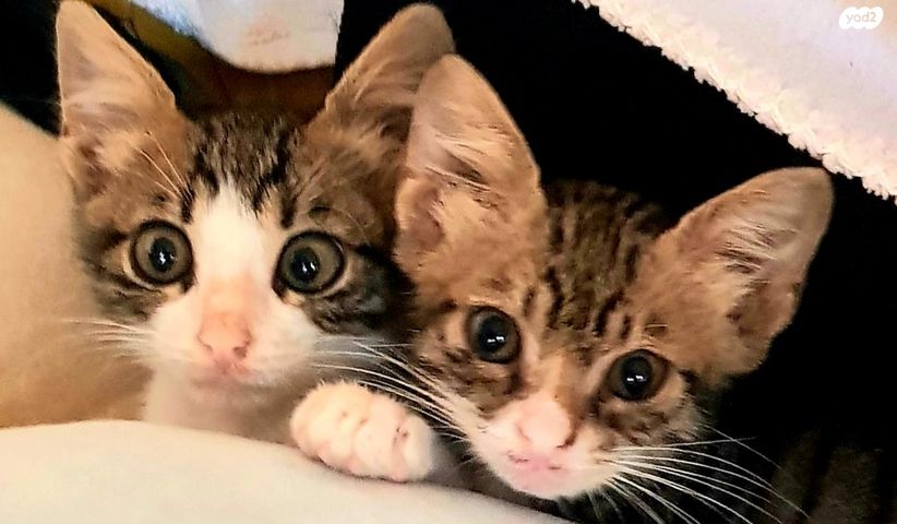 תמונת מודעה - חיות מחמד