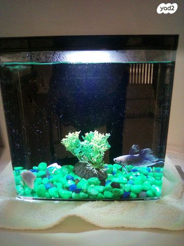 תמונת מודעה - חיות מחמד