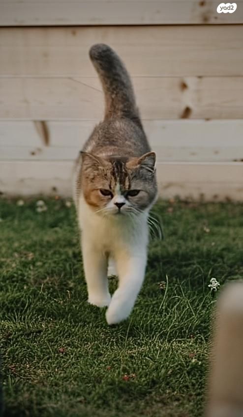 תמונת מודעה - חיות מחמד