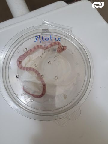 תמונת מודעה - חיות מחמד