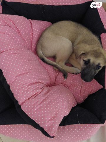 תמונת מודעה - חיות מחמד