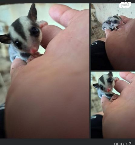 תמונת מודעה - חיות מחמד