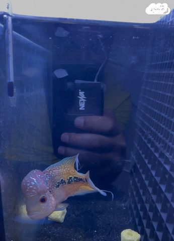 תמונת מודעה - חיות מחמד