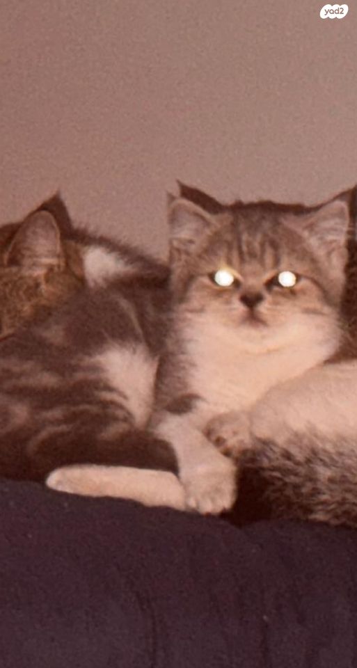 תמונת מודעה - חיות מחמד