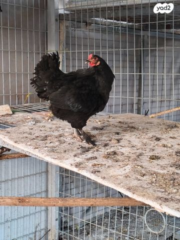 תמונת מודעה - חיות מחמד