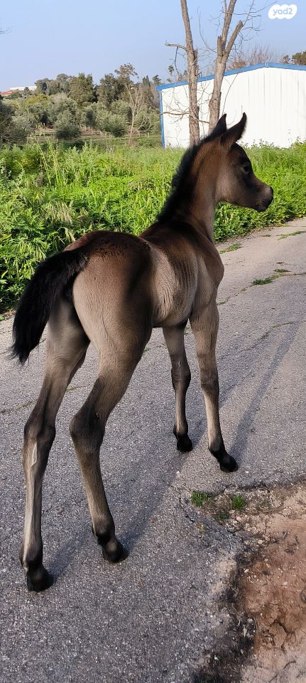 תמונת מודעה - חיות מחמד