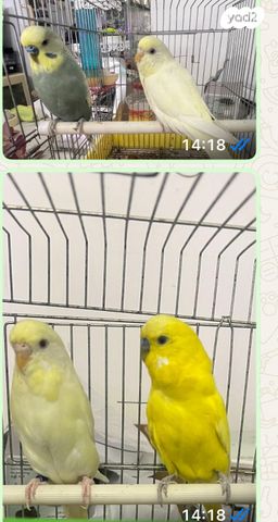 תמונת מודעה - חיות מחמד