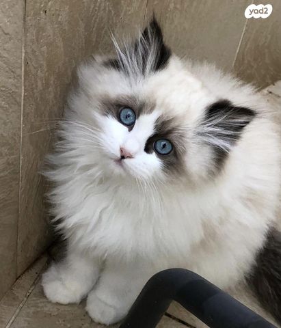 תמונת מודעה - חיות מחמד