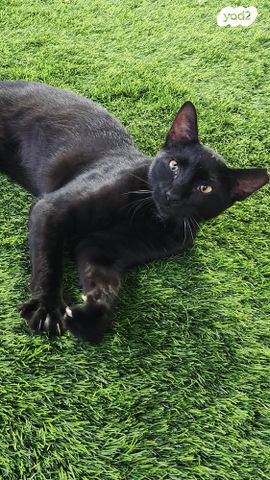 תמונת מודעה - חיות מחמד