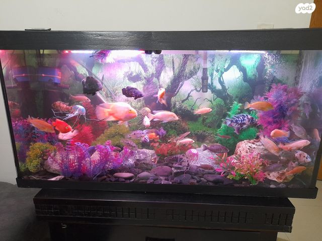 תמונת מודעה - חיות מחמד