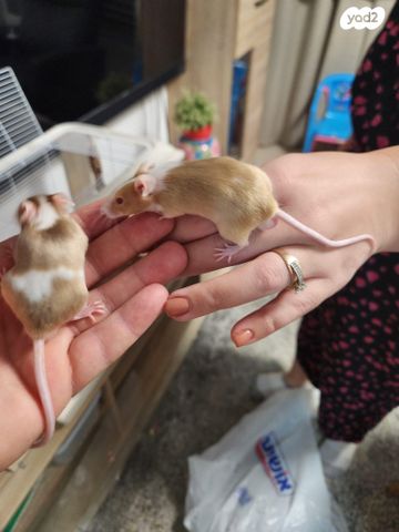 תמונת מודעה - חיות מחמד