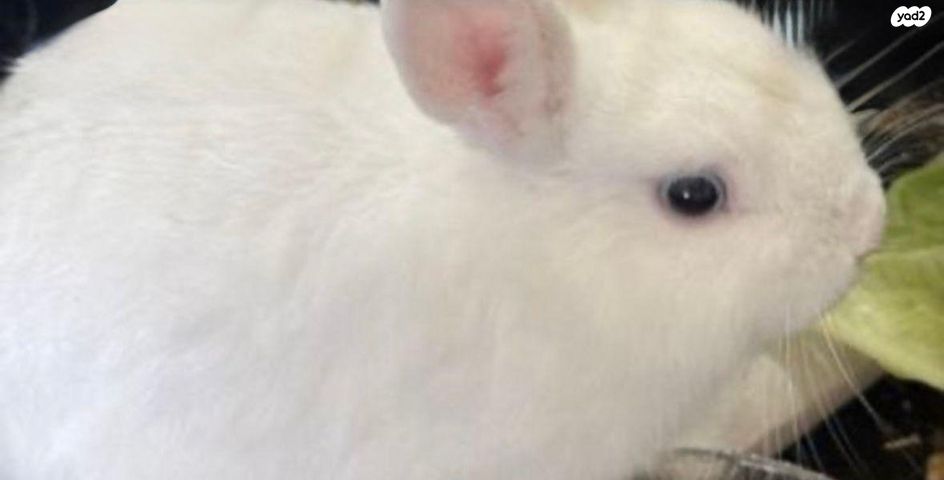 תמונת מודעה - חיות מחמד