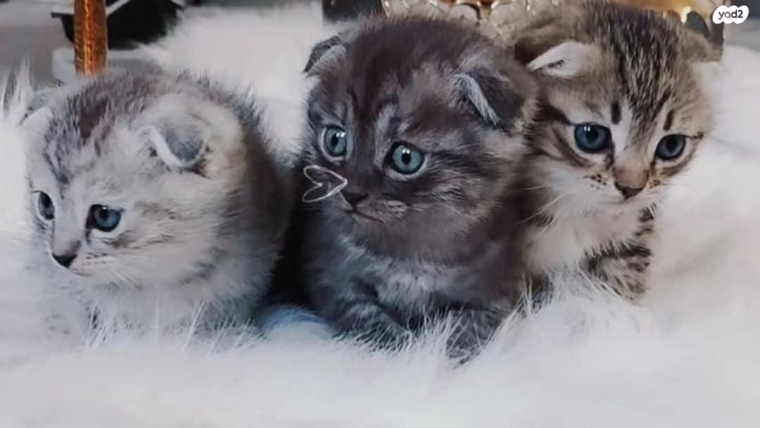 תמונת מודעה - חיות מחמד