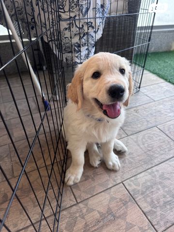 כלב גולדן רטריבר