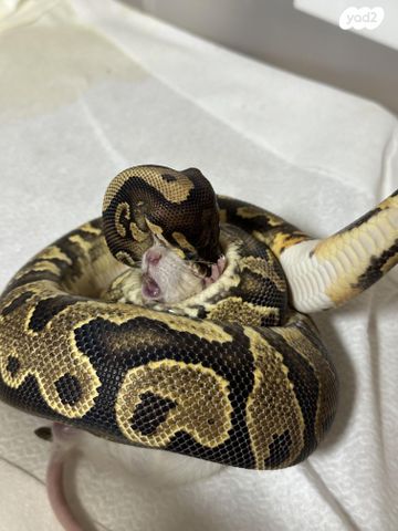 זוחל פיתון מתכדר