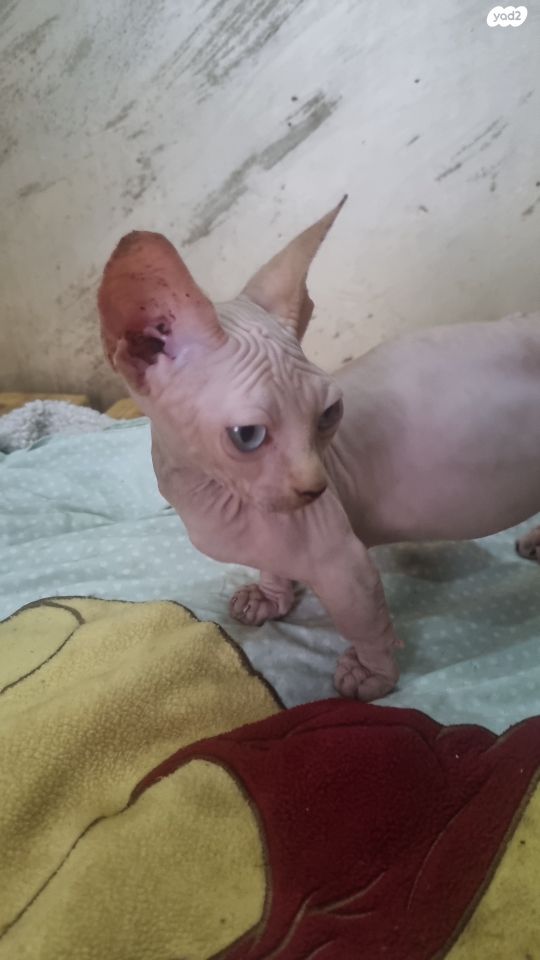 חתול ספינקס