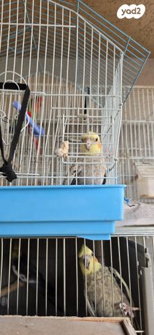 תוכי קוקוטייל