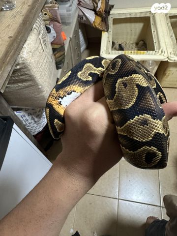 זוחל פיתון מתכדר