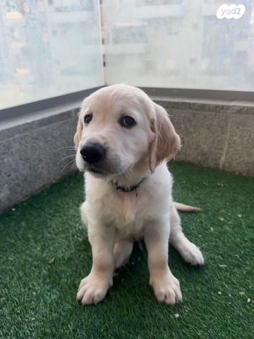 כלב גולדן רטריבר