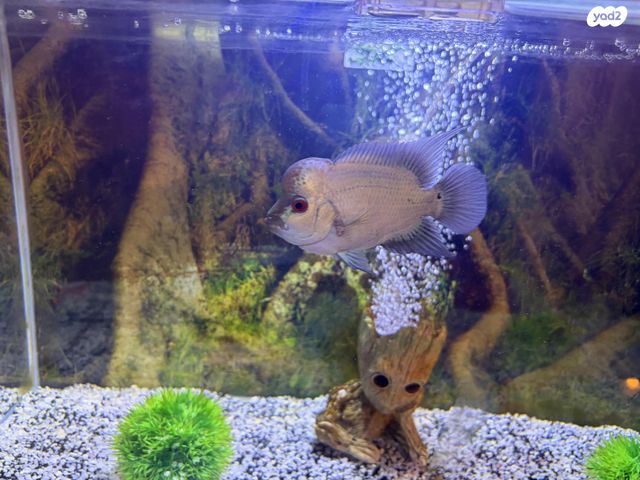 דג ציקלידים