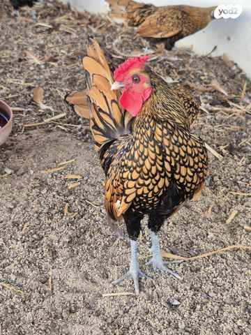 חיית משק סרהמה