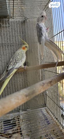 תוכי קוקוטייל