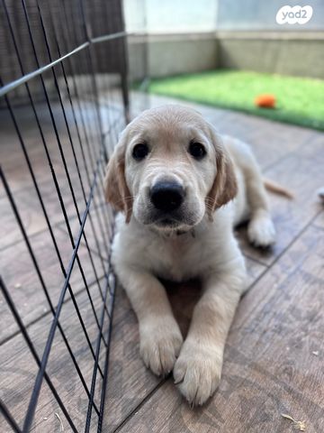 כלב גולדן רטריבר