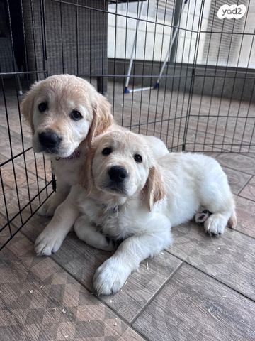 כלב גולדן רטריבר