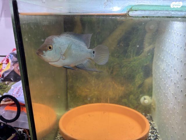 דג ציקלידים