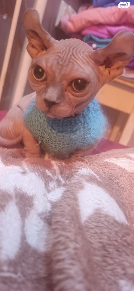 חתול ספינקס