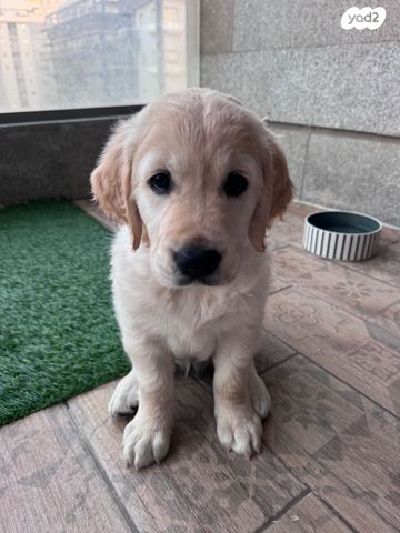 כלב גולדן רטריבר