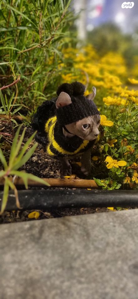 חתול ספינקס