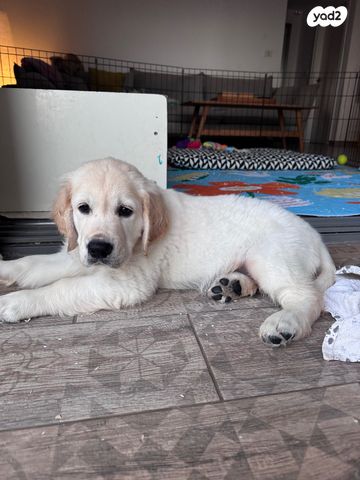 כלב גולדן רטריבר