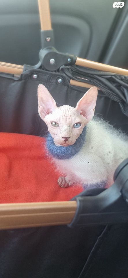 חתול ספינקס