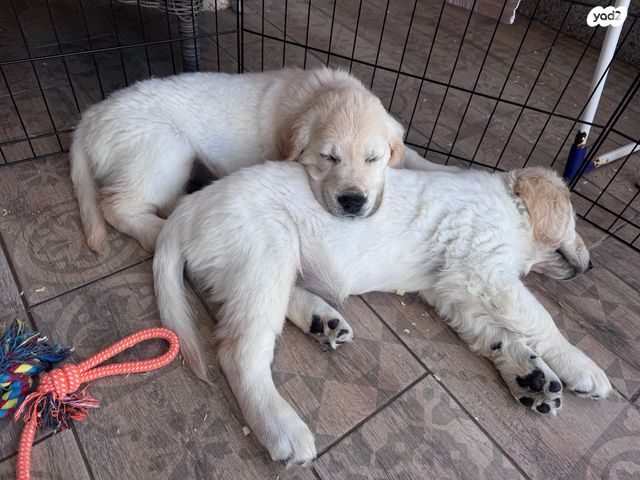 כלב גולדן רטריבר