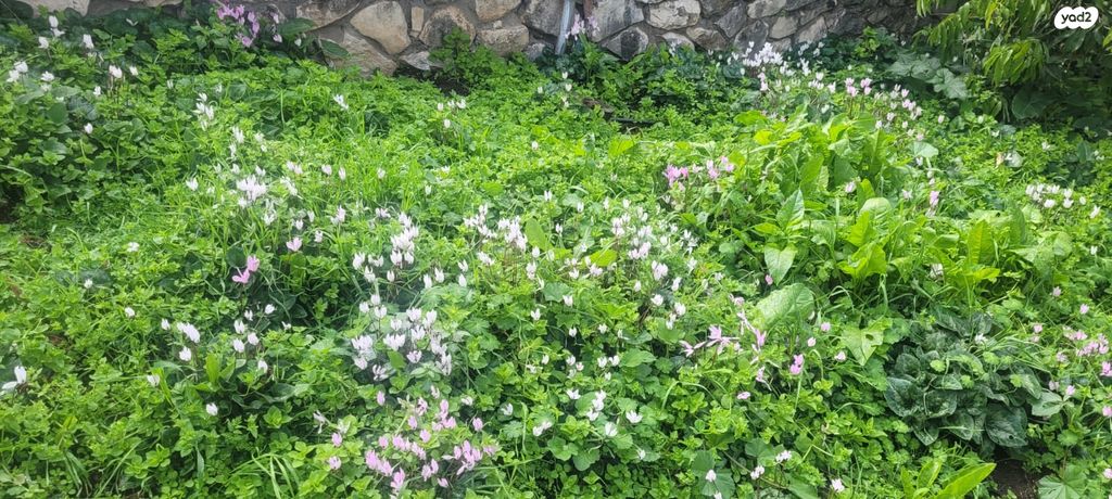 שכונת אלרואי